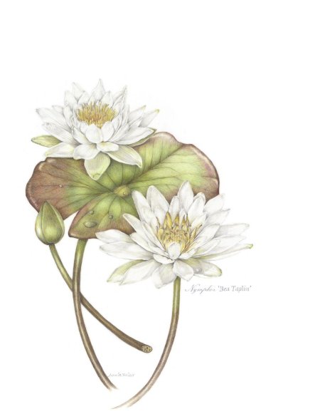 Кувшинка белая красная книга