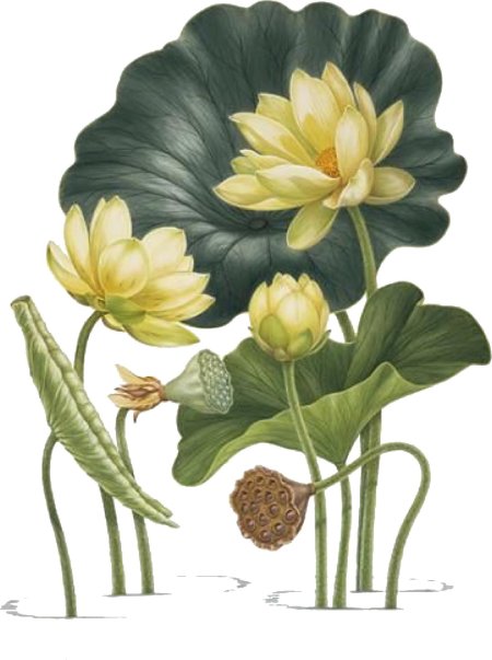 Лотос орехоносный