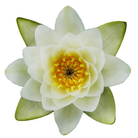 Кувшинка белая нимфея