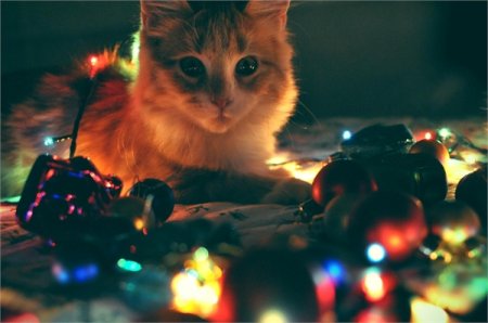 Кот с гирляндой