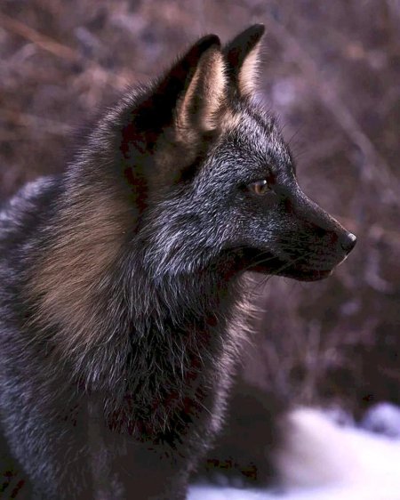 Чернобурая лисица