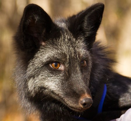 Лиса чернобурая