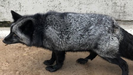 Чернобурая лиса