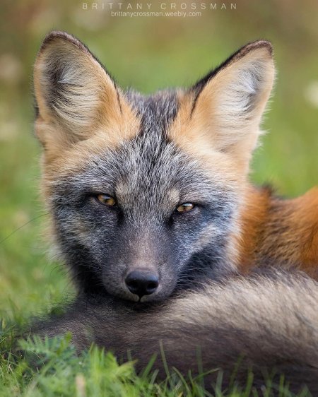 Крестовка / cross fox