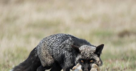 Чернобурая лиса