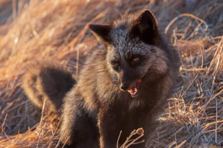 Канадская чернобурая лиса