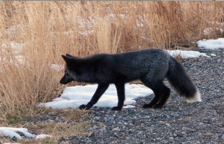 Чернобурая лисица