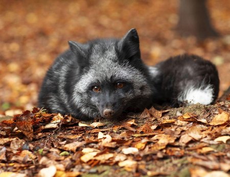 Чернобурая лиса айну