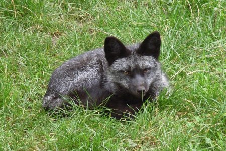 Канадская чернобурая лиса