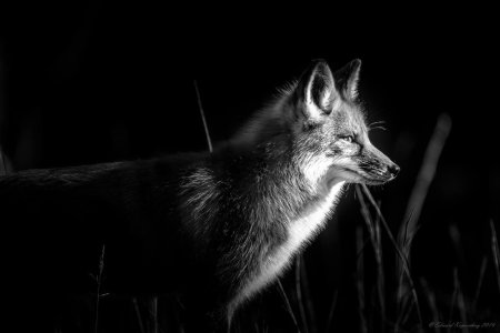 Лиса черно белая