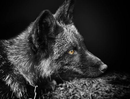 Чернобурая лисица