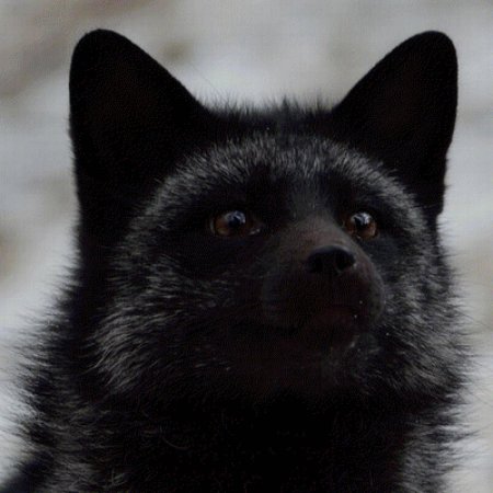 Канадская чернобурая лиса