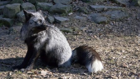 Чернобурая лисица лисицы