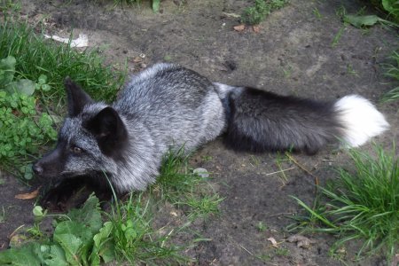 Канадская чернобурая лиса