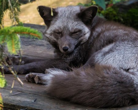 Канадская чернобурая лиса