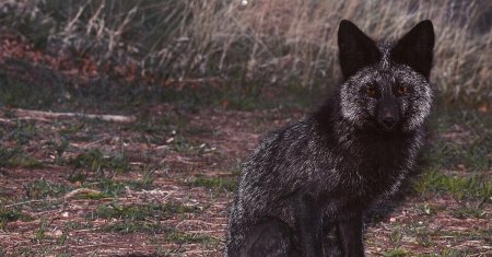 Канадская чернобурая лиса