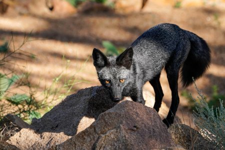 Канадская чернобурая лиса