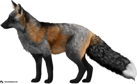 Лиса на белом фоне