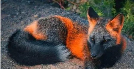 Канадская лиса чернобурка