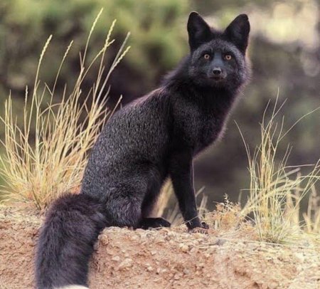 Чернобурый песец