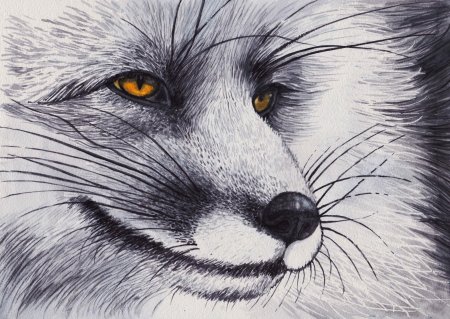 Лиса карандашом