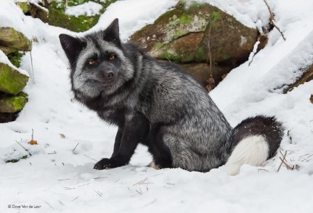 Чернобурая лиса