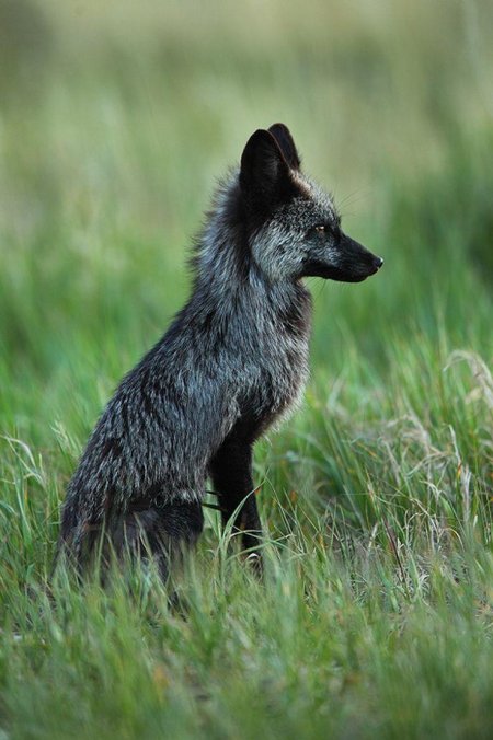 Черные лисы