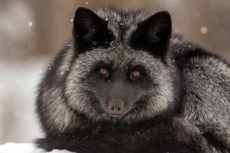 Чернобурая лиса