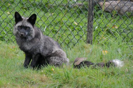 Чернобурая лиса