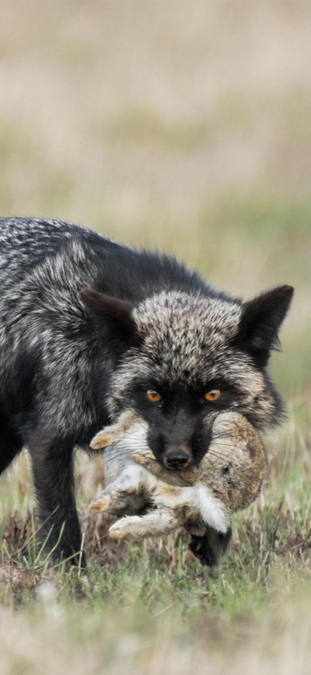 Чернобурая лиса