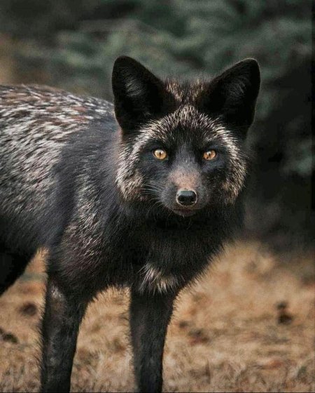 Лисица чернобурая