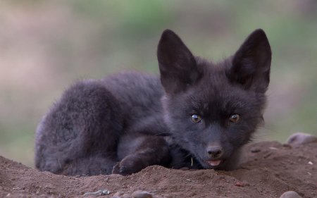 Чернобурая лисица