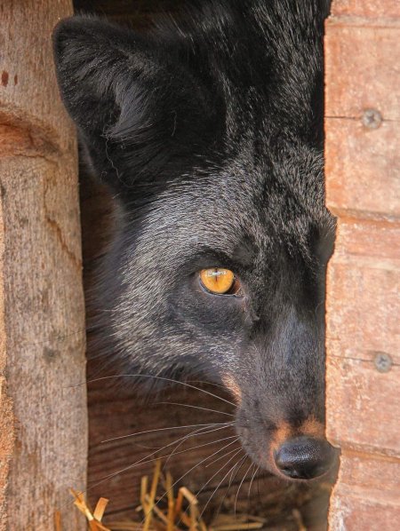 Чернобурая лиса