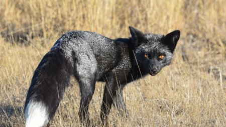 Чернобурая лисица