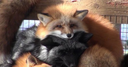 Дзао кицунэ мура