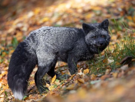 Чернобурый песец