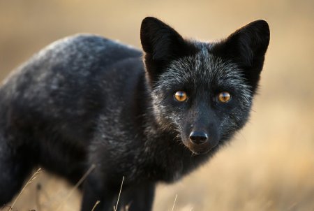 Чернобурая лиса