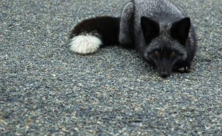 Чернобурая лисица