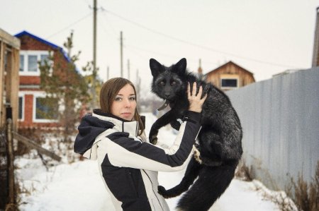 Черная лиса саранск