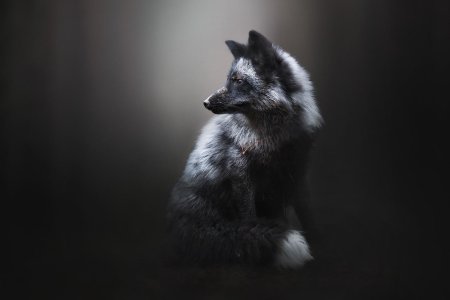 Чернобурая лисица