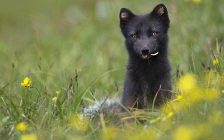 Песец медновский голубой