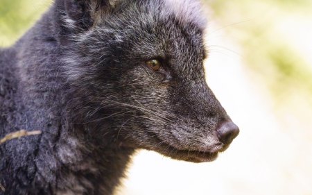 Песец хищник