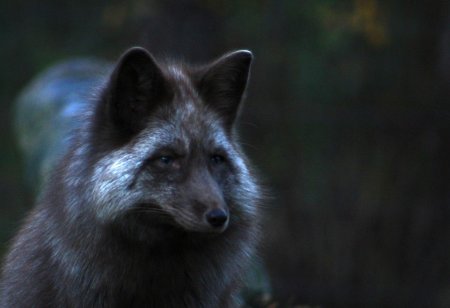 Чернобурая лисица