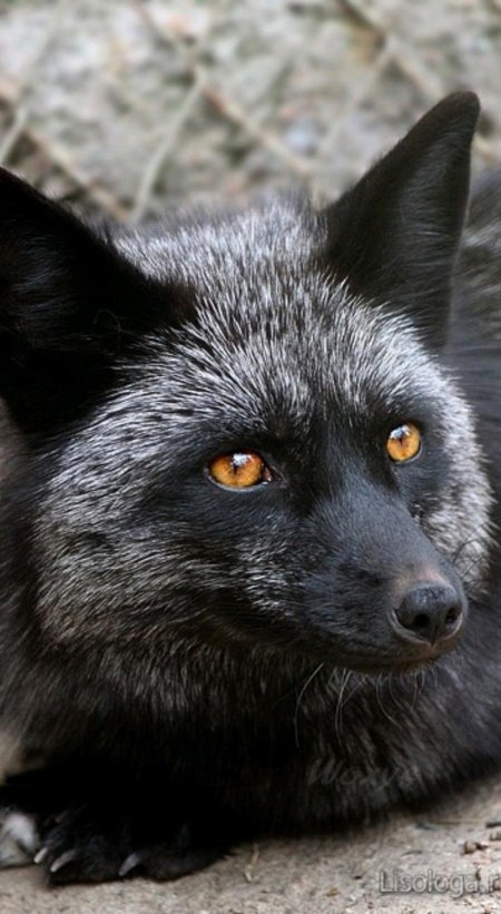 Чернобурая лиса