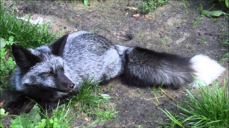 Чернобурая лисица