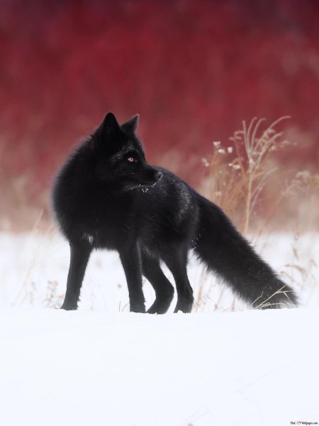 Чернобурая лисица