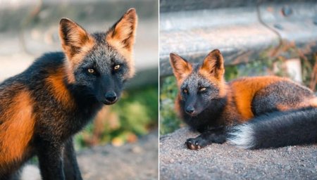 Канадская чернобурая лиса