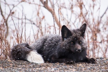 Чернобурый песец