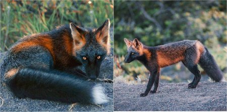 Лиса чернобурка крестовка