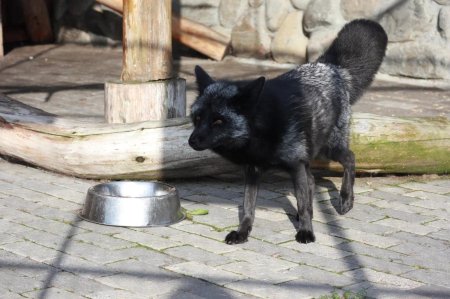 Чернобурая лисица звероферма